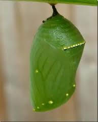 chrysalis